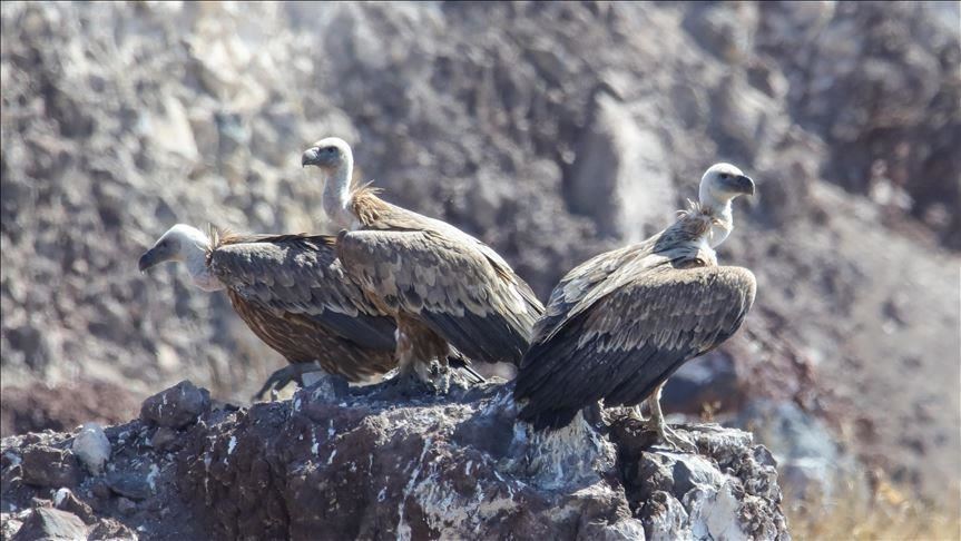 Nearly 1,000 vultures found dead in Guinea Bissau