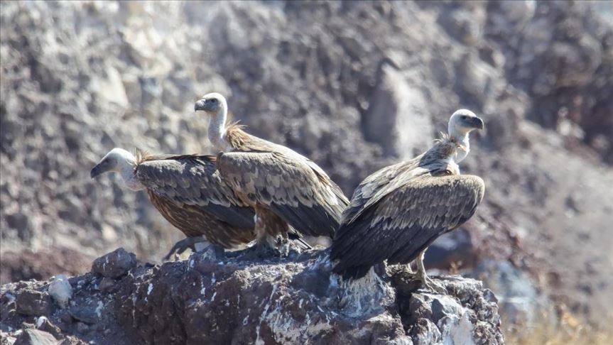 Encuentran Cerca De Mil Buitres Muertos En Guinea Bisau