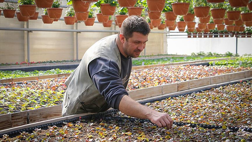 Tibor Klindić, cvjećar iz Banjaluke: Ruže najpopularniji izbor za 8. mart