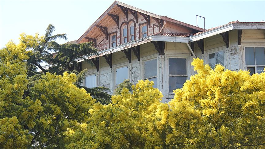 Adalar'ın simgesi mimoza ağaçlarına dokunana ceza