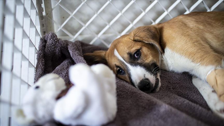 Okullu köpek 'Fındık' yaşam mücadelesini kaybetti