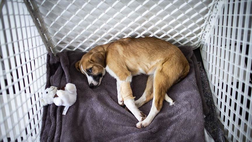 Turkey: Death of adopted puppy leaves students in grief