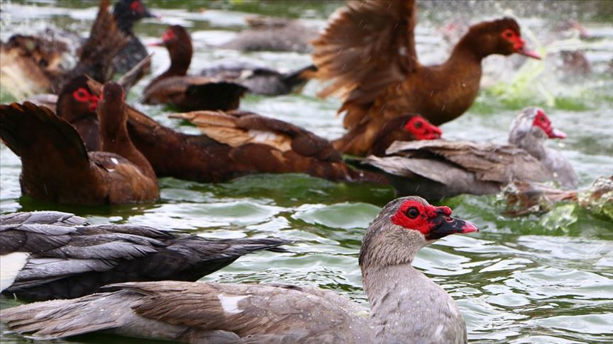aksarayli uretici maskeli ordek