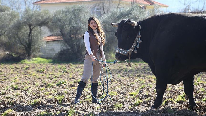17 yaşındaki 'Hanımağa' boğaları güreşe hazırlıyor
