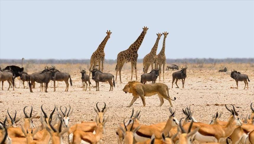La dernière girafe blanche femelle tuée au Kenya