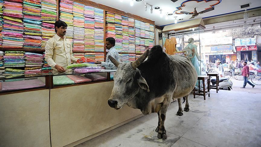 India: Scientists slam proposed research on cow products