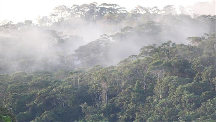 Growing human population puts more pressure on forests