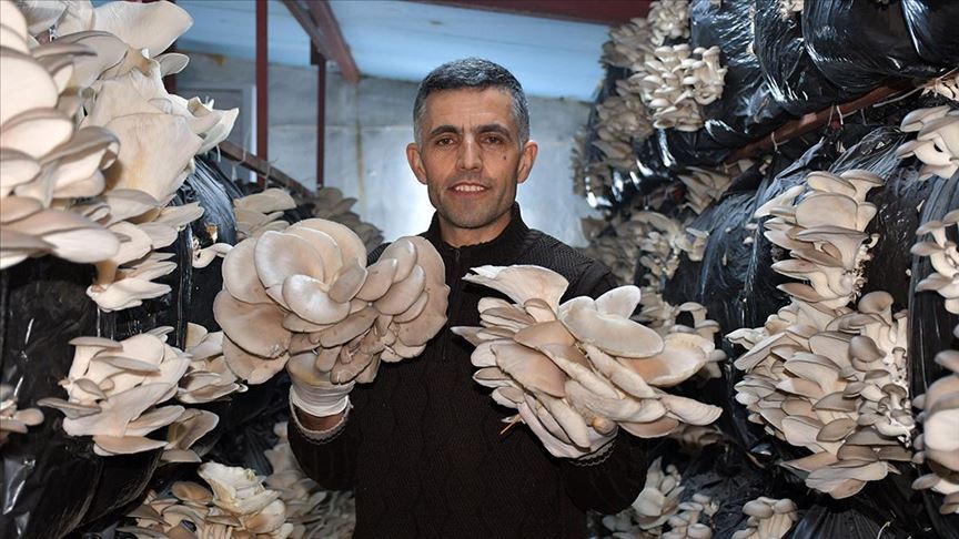 Ilk Denemelerinde Basarisiz Oldugu Mantar Uretiminde Simdi Siparislere Yetisemiyor