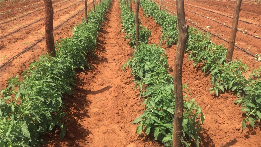 Zimbabwe surmounts climate change via smart agriculture - Anadolu Agency