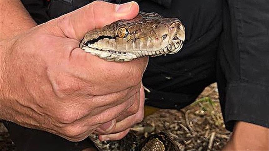 Indonesia lepasliarkan 23 ekor ular ke Taman Nasional Gunung Halimun Salak