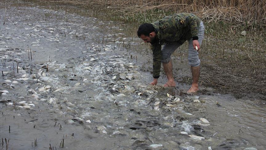 Bursa'da baraj sularının çekildiği tarladan balık topladılar