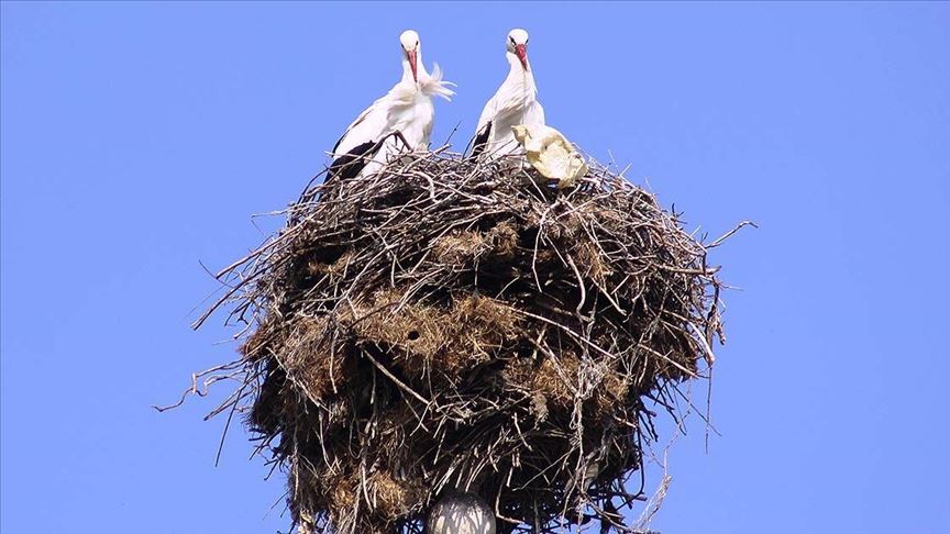 Minarenin alemindeki yuva 40 yıldır leyleklere ev sahipliği yapıyor