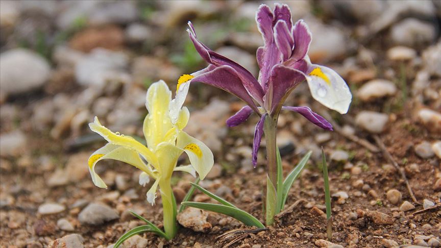 Göz alıcı Munzur Vadisi bahar çiçekleriyle süslendi 