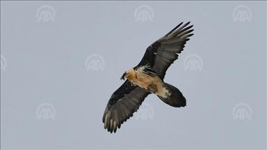 'Bonebreaker' vultures get a new lease on life