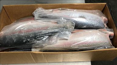 Турция наращивает поставки рыбы и морепродуктов в Россию