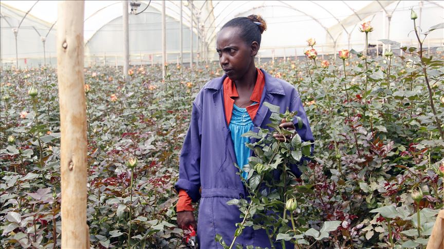 La industria de flores de Kenia está muriendo debido al COVID-19