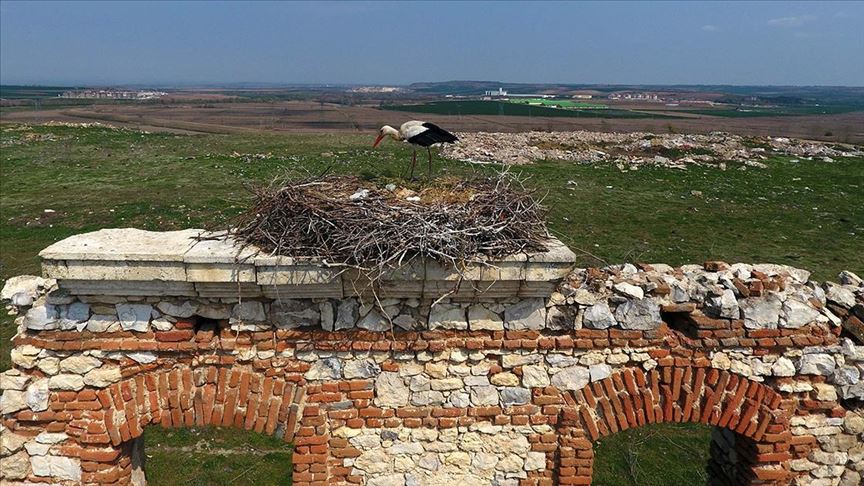 Tarihi hastane duvarının 'mevsimlik misafirleri' gelmeye başladı