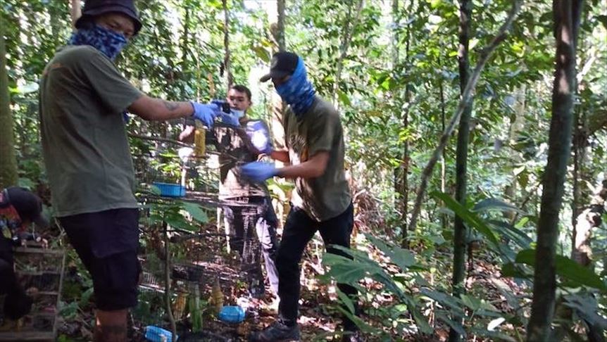 BKSDA Bengkulu lepasliarkan 56 ekor burung ke Bukit Barisan