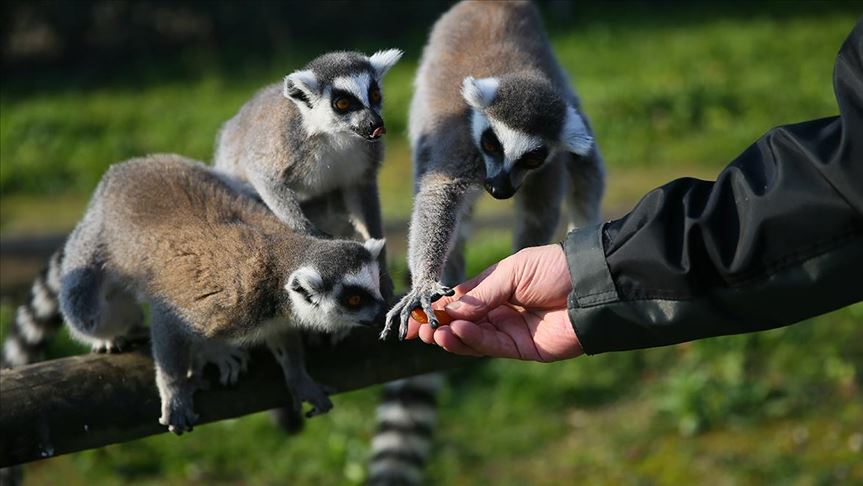 Provincia China Prohibe La Caza Y Consumo De Animales Salvajes