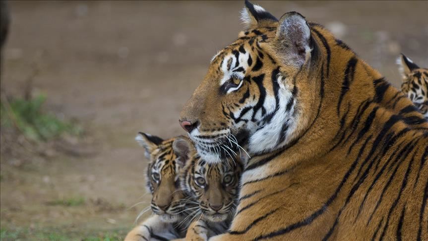 Coronavirus News: Tiger at NYC's Bronx Zoo Tests Positive - Bloomberg