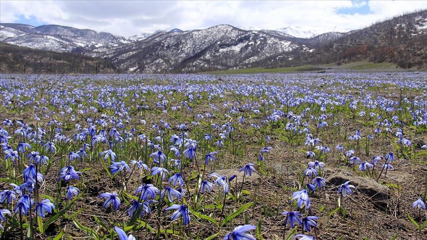 Plave visibabe ukrasile krajolike Turske: Simbol hrabrosti i glasnik proljeća