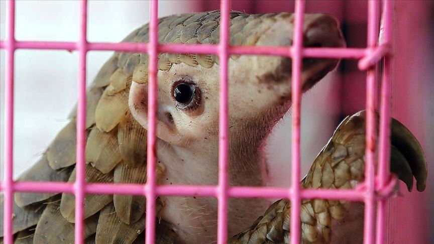 Gabón prohíbe el consumo y venta de pangolín y murciélago debido a COVID-19