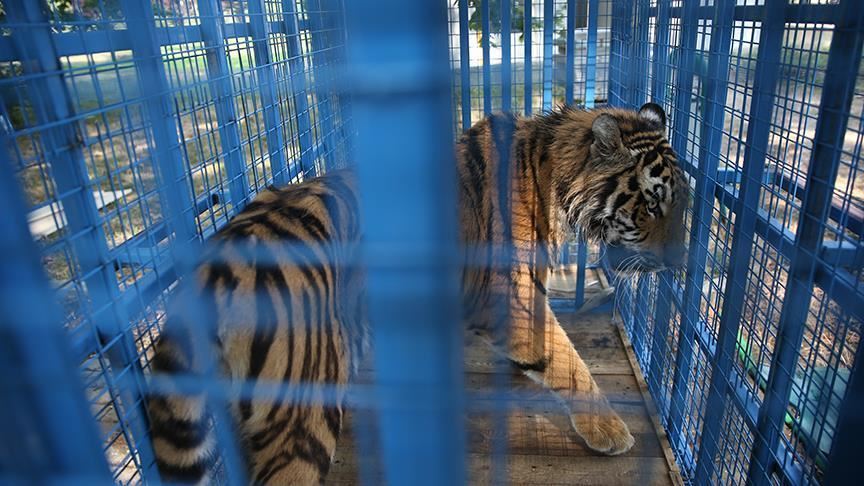 Tigresa en un zoológico de Nueva York da positivo en COVID-19 