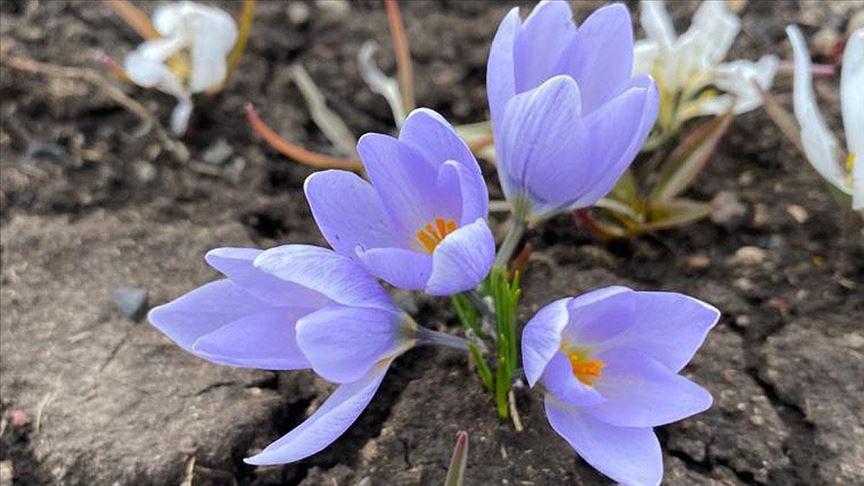 Kars'ta doğa kardelenlerle renklendi