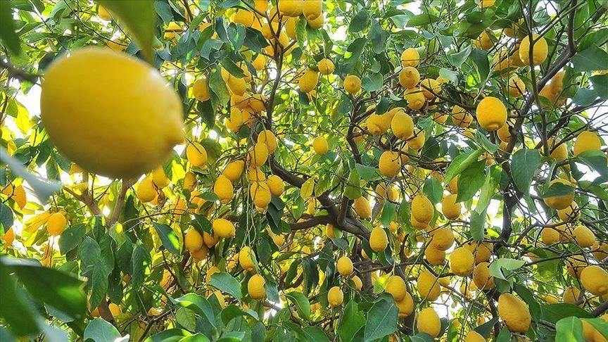 В Турции ограничили экспорт лимонов