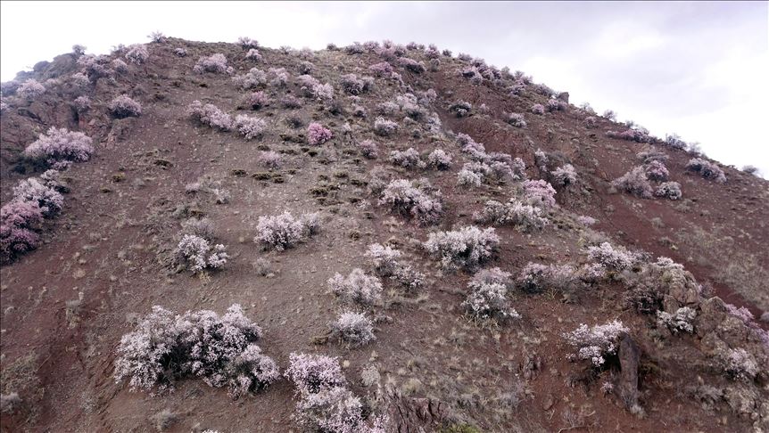 شکوفه‌‌های بهاری درختان بادام در دامنه کوه‌های ارس