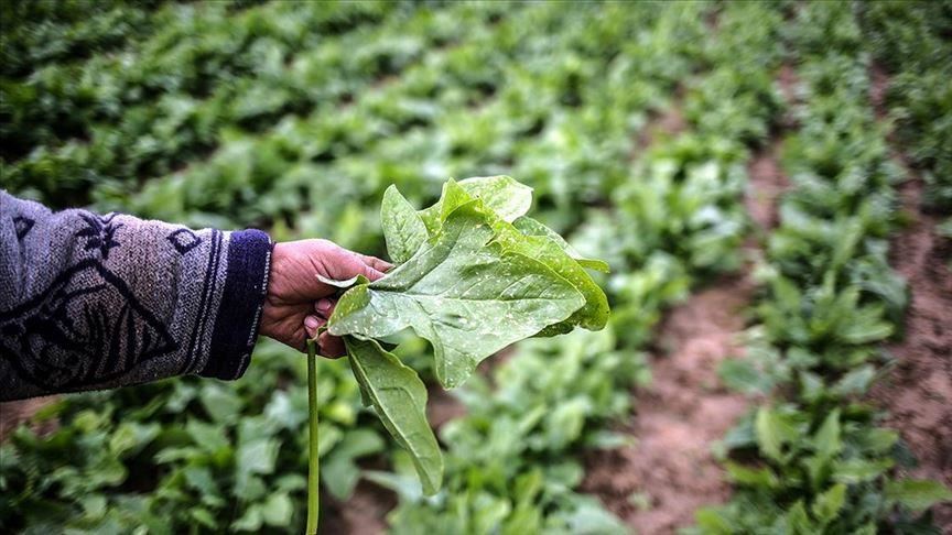 'Deadly pesticides are poison for nature, not solution'