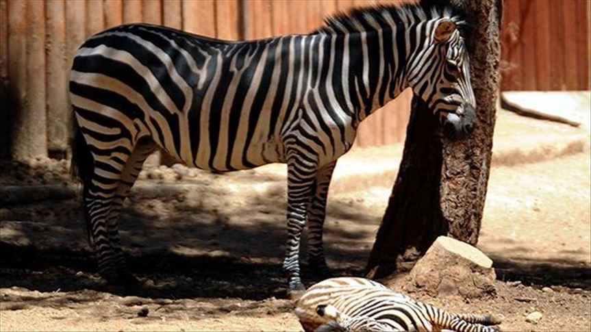 Turquie Un Maire Rend Visite Au Bebe Zebre Qui Vient De Naitre Dans Le Zoo De
