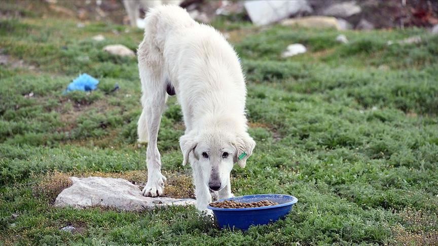 Turkish city planning project to feed stray animals