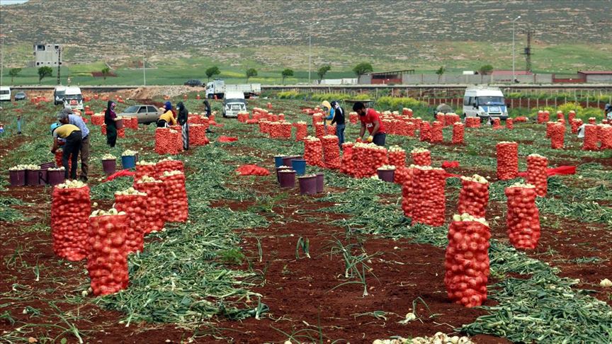 Amik Ovası'nda turfanda soğan hasadı başladı