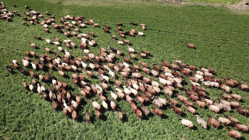 Ağrı Dağı’nın etekleri doğaya çıkan küçükbaş hayvanlarla renklendi