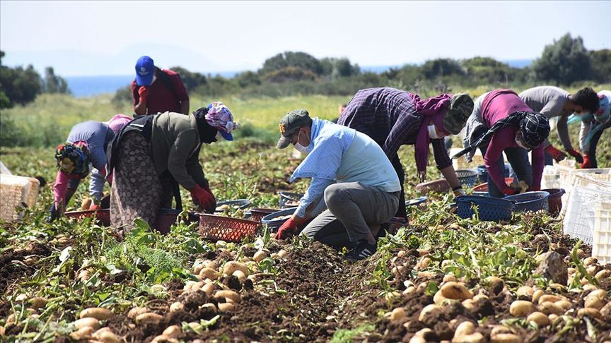 Muğla'da hasadına başlanan turfanda patates verimi ve fiyatıyla üreticisini sevindirdi