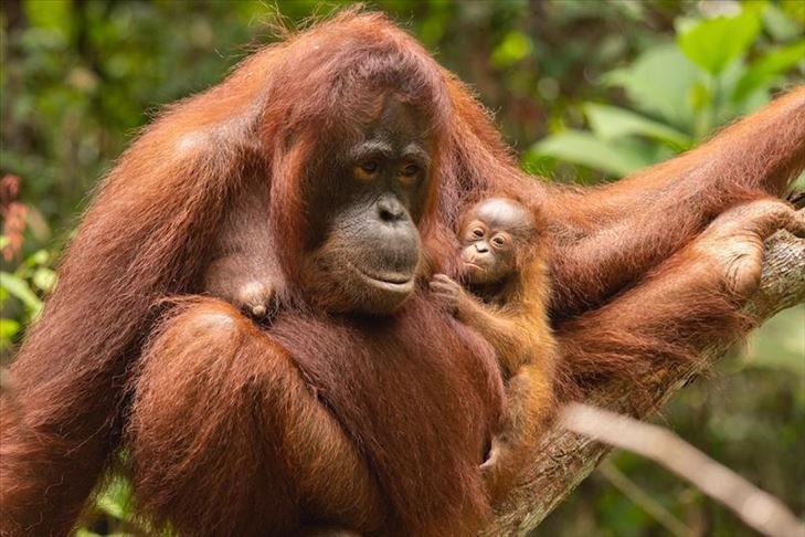 Bayi orang utan di Kalimantan Barat itu diberi nama Sinar Bayi orang utan di Kalimantan Barat itu diberi nama Sinar