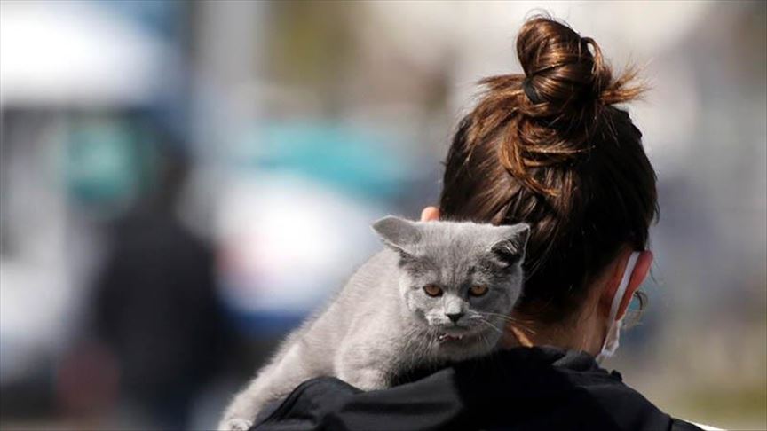 2 New York cats test positive for coronavirus: report