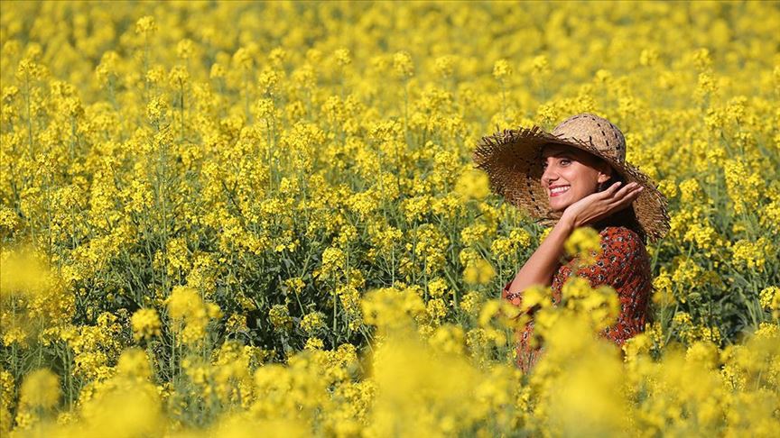 Altın sarısı kanola tarlaları göz kamaştırıyor