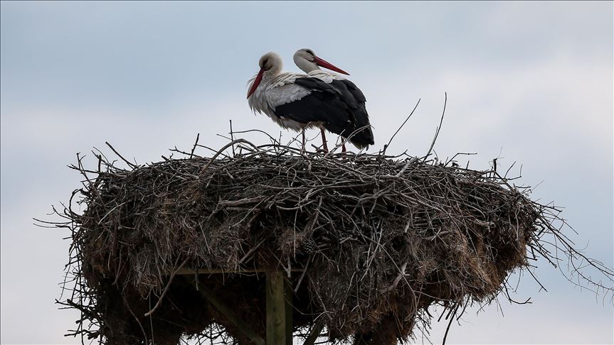 Ciudadanos turcos podrán observar aves migratorias desde los balcones durante confinamiento por coronavirus