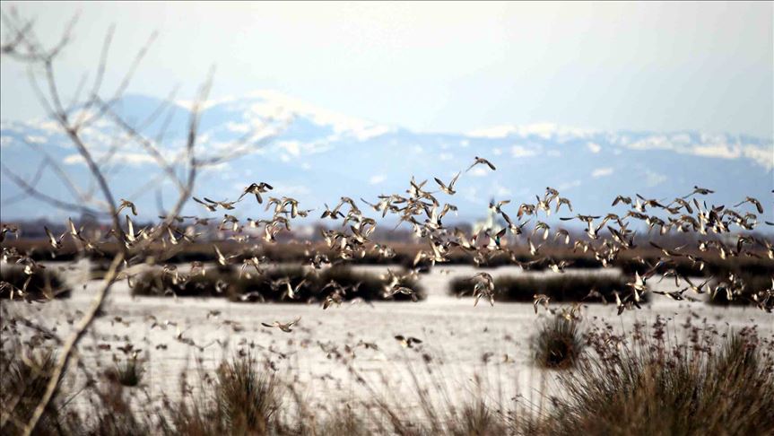 Turkey: Migratory birds benefit from COVID-19 measures