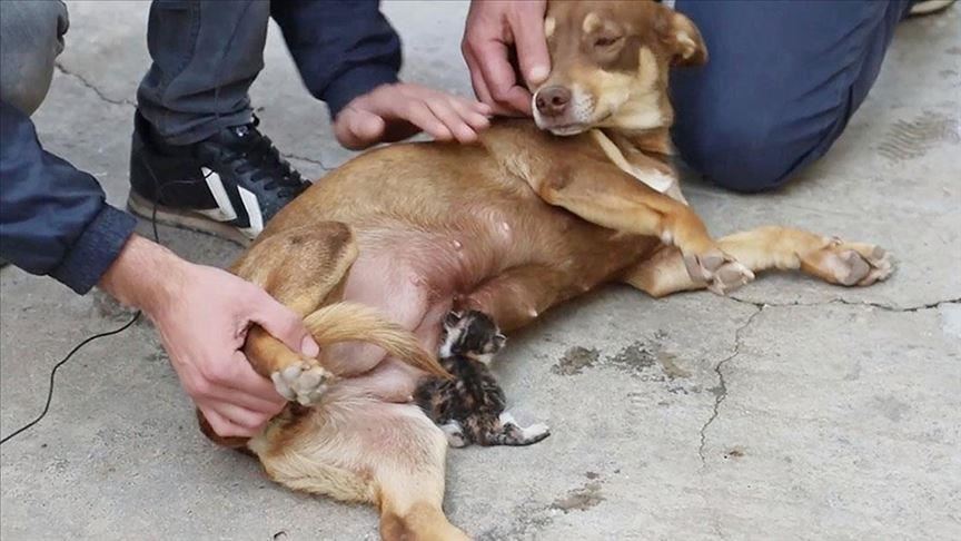 Kitten adopted, fed by pregnant dog in Turkey