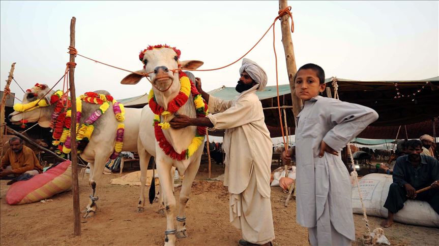 Virus lockdown threatens livestock in Pakistani desert