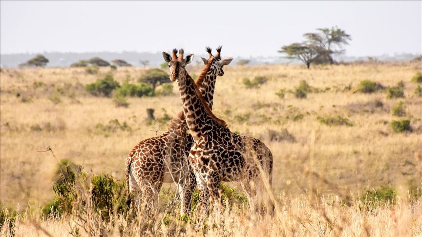 Cameroun La Plus Grande Et Plus Belle Girafe Du Cameroun Abattue Par Des Braconniers Cameroun La Plus Grande Et Plus Belle Girafe Du Cameroun Abattue Par Des Braconniers