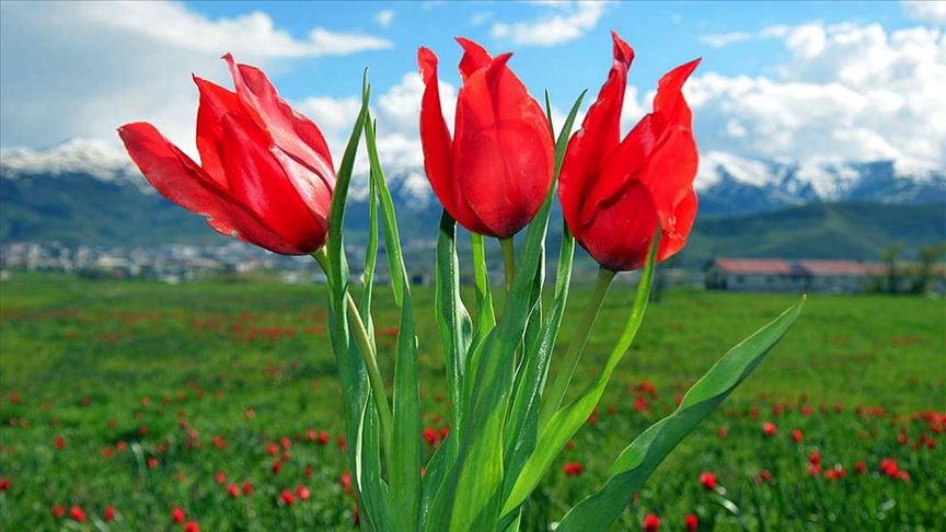 mus ta baharin mujdecisi laleler buyuluyor