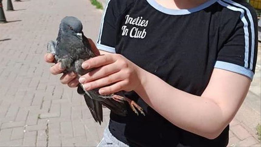 Turquie: Un pigeon sauvage blessé soigné par le service vétérinaire d'un zoo