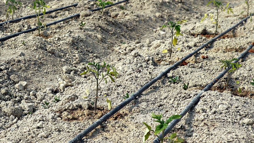 Safranbolu&#39;nun yerli domatesi &#39;maniye&#39; tohumları toprakla buluştu