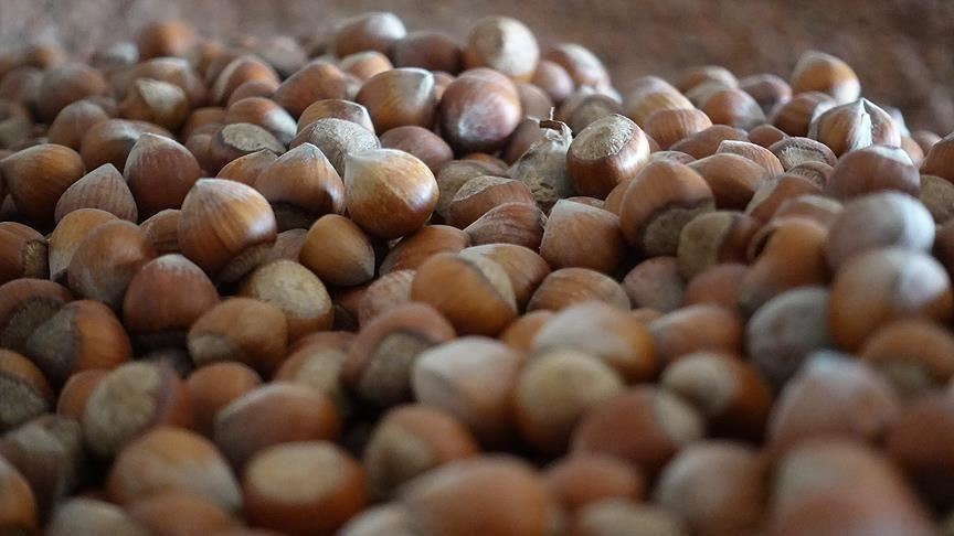 Turkey's hazelnut exports up by over 50% in 8 months