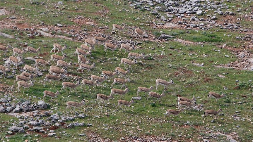 السلطات التركية تعتزم نقل غزلان محمية الى بيئتها الطبيعية
