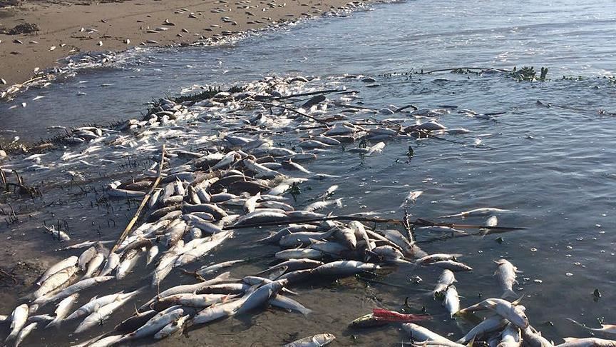 France / Belgique : au moins 100 tonnes de poissons périssent par intoxication